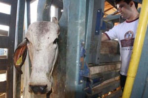 Pará intensifica vacinação contra febre aftosa na fronteira com o Amazonas