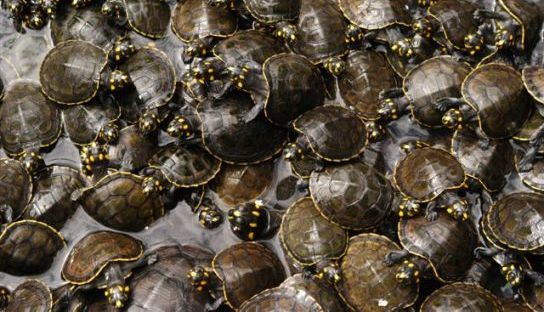 Blog do Jeso | tartarugas